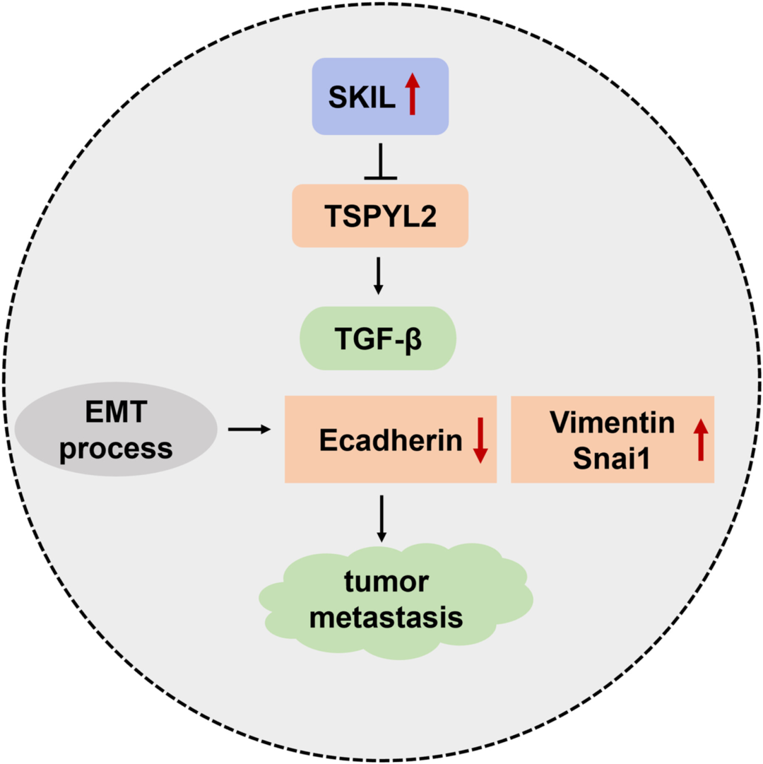 Cancer Innovation第4卷第3期正式上线-期刊+